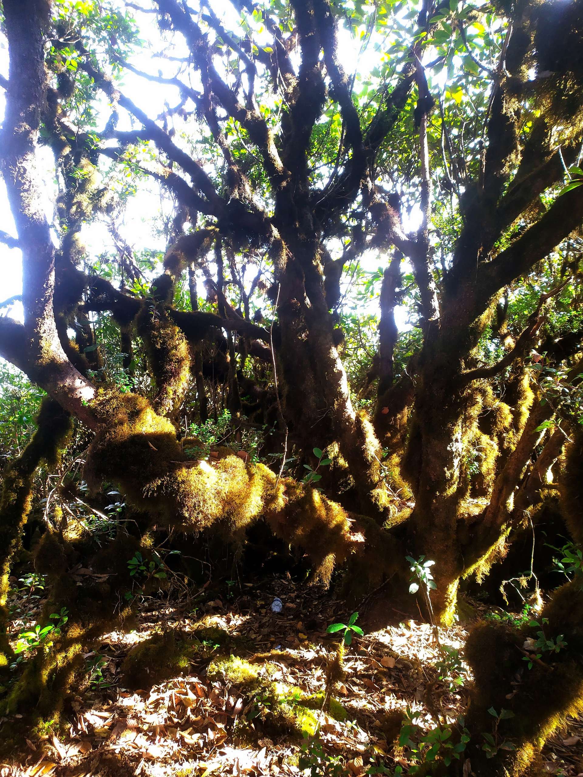 trekking tà xùa 3 đỉnh