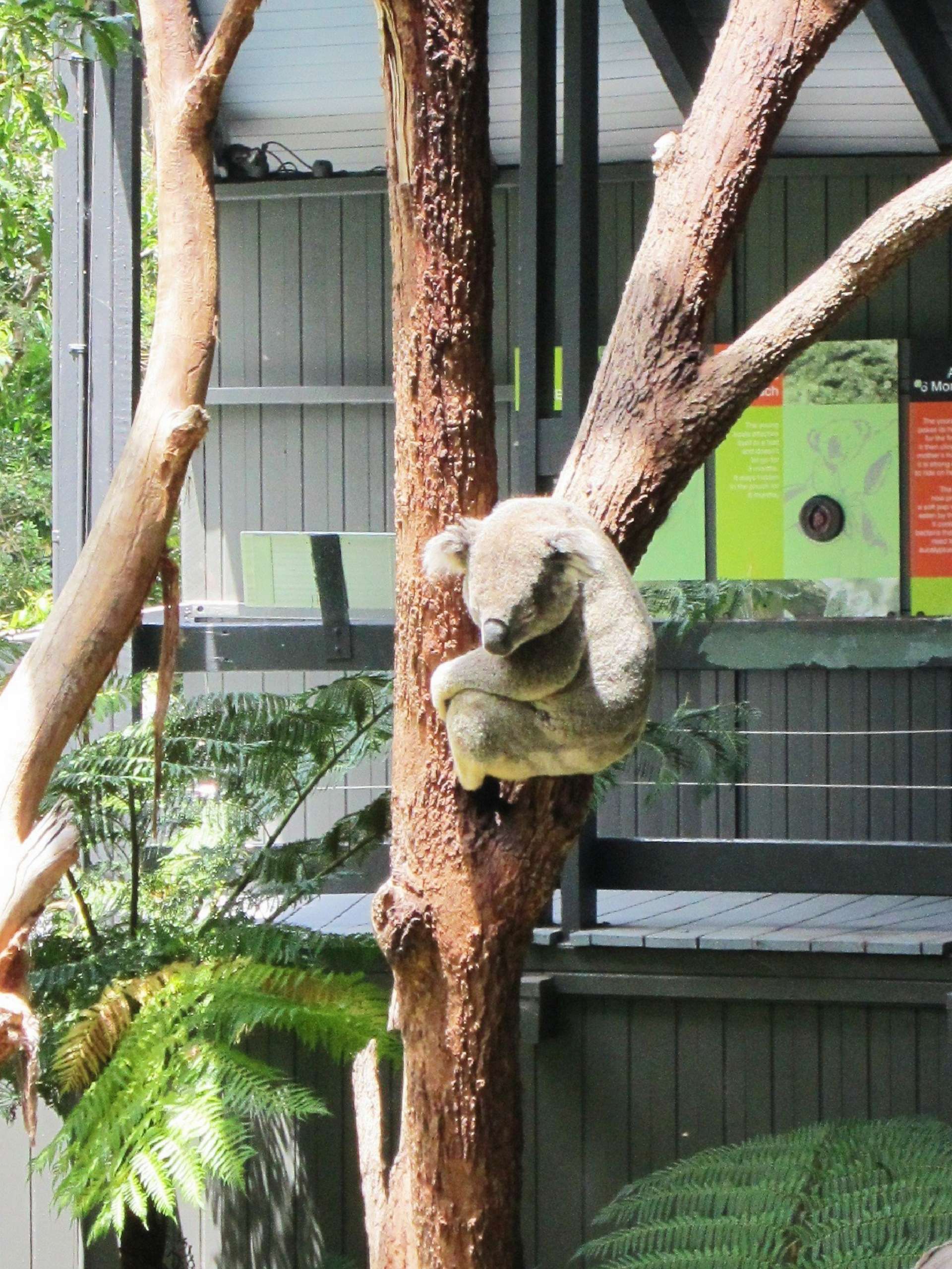 vườn thú Taronga Sydney