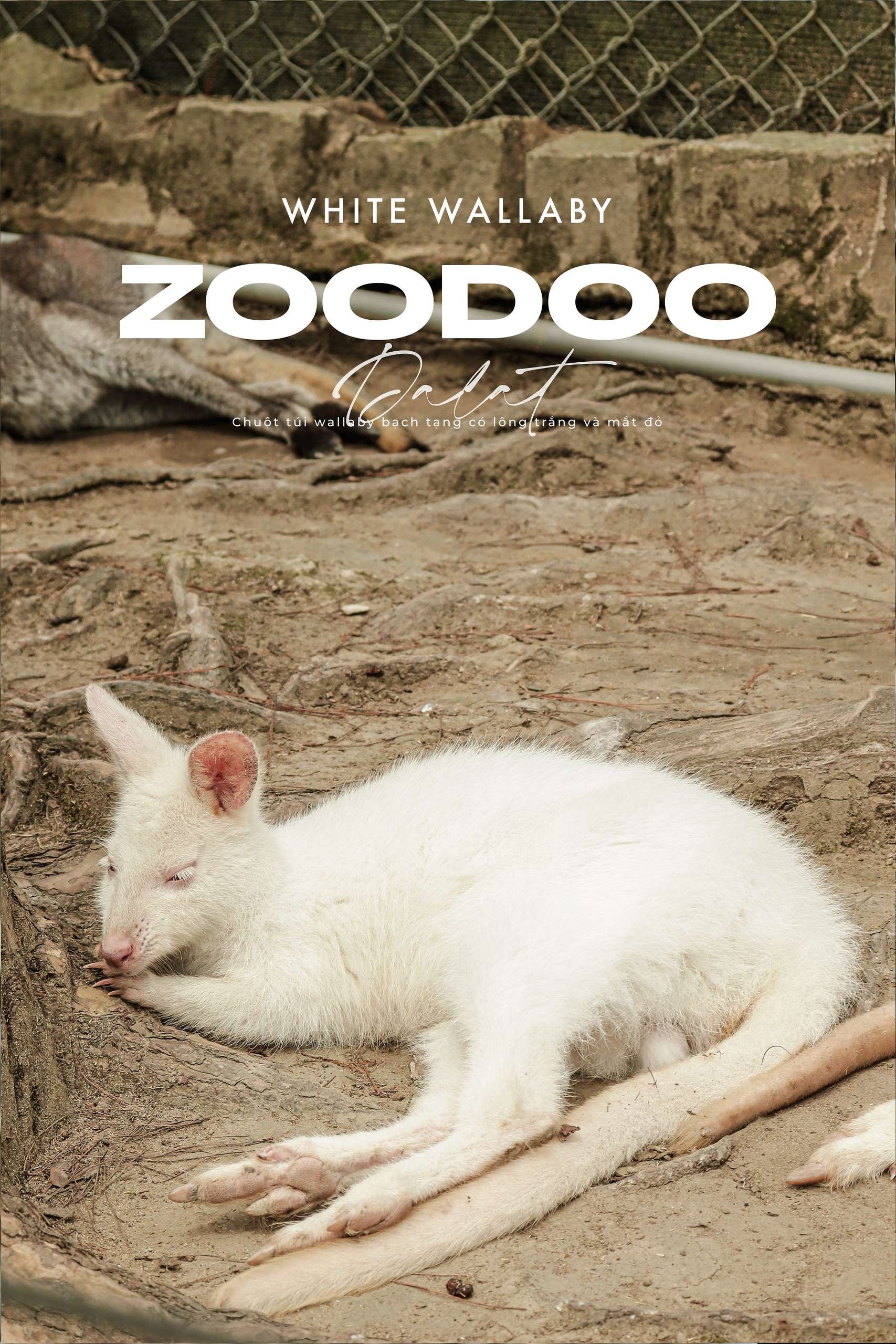 zoodoo đà lạt