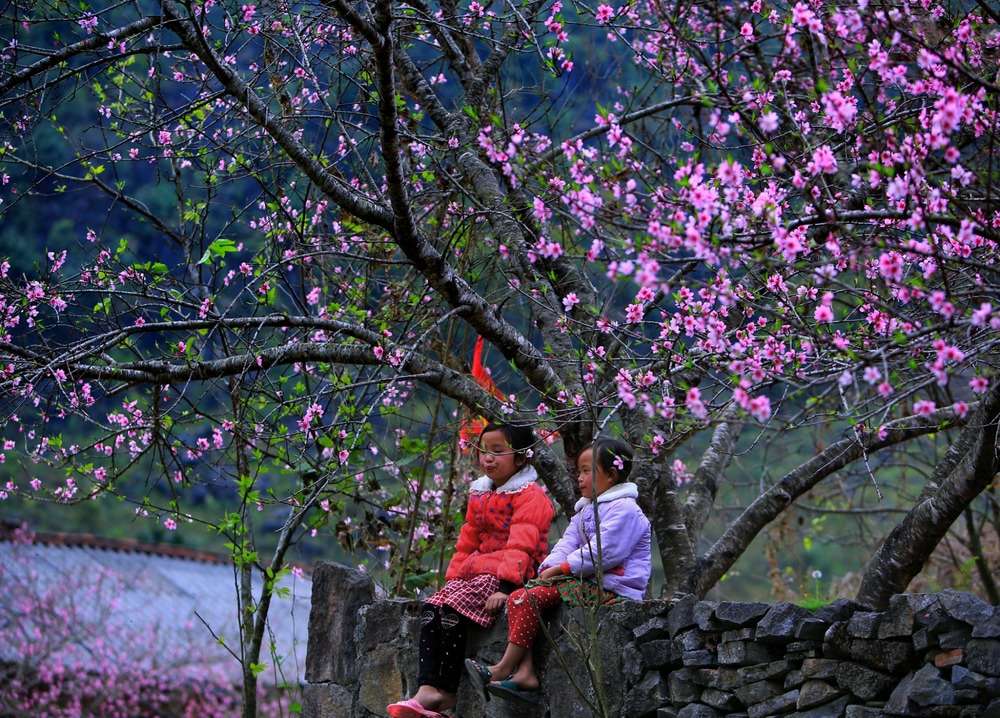 Hoa đào ở Hà Giang