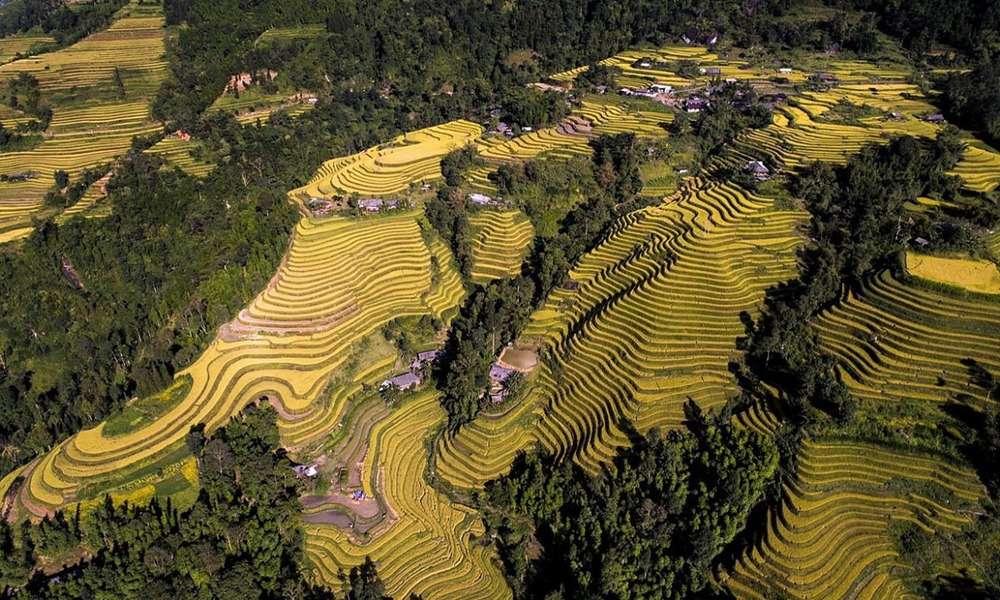 Ruộng bậc thang Hoàng Su Phì