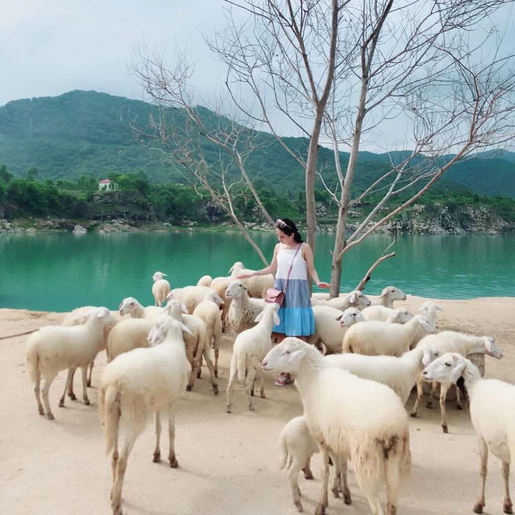 Check-in cùng cừu tại Hồ Đá Xanh