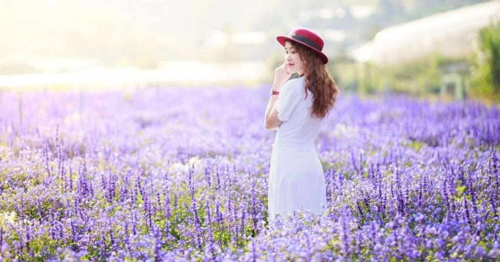 Vườn hoa Lavender Đà Lạt