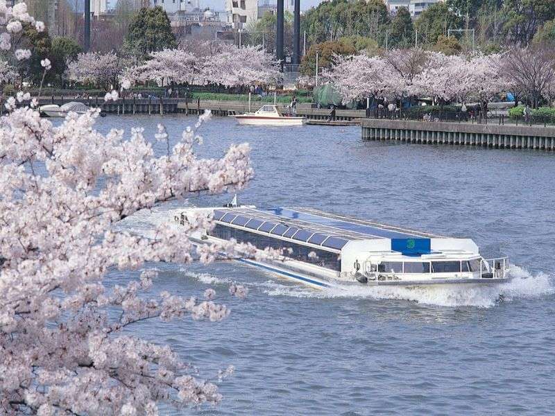 hoa đào ở osaka