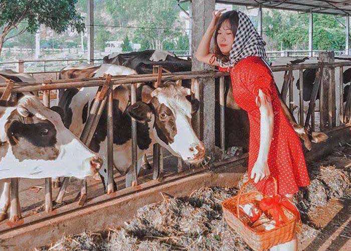 Trang trại Bò sữa Dairy Farm Hoàng Quốc Việt