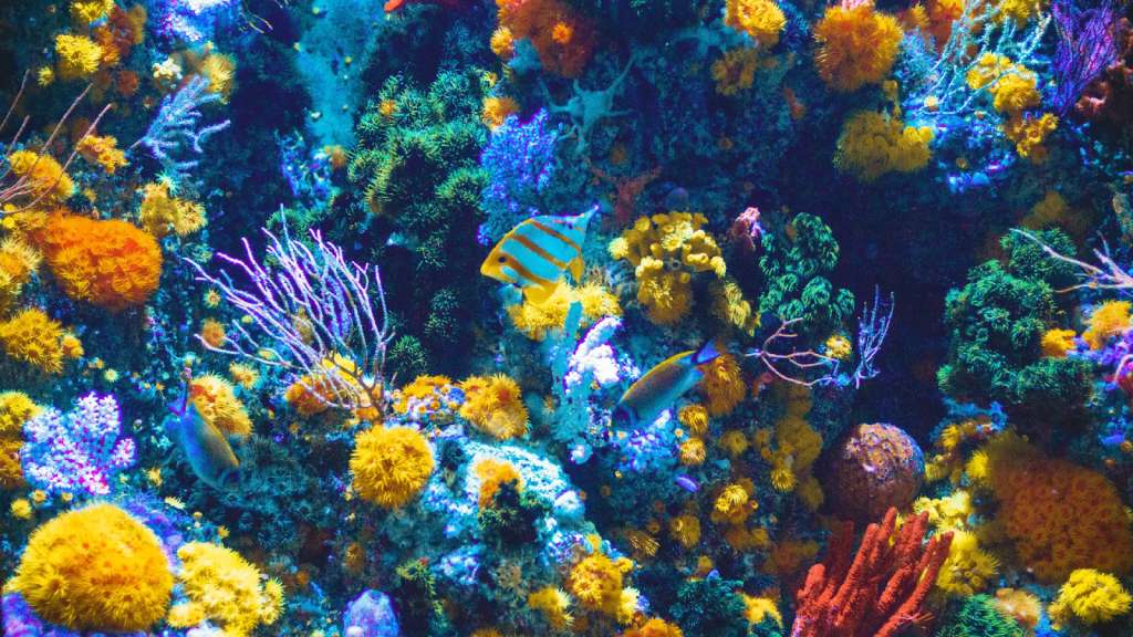 Hình ảnh rặng san hô lớn nhất thế giới
