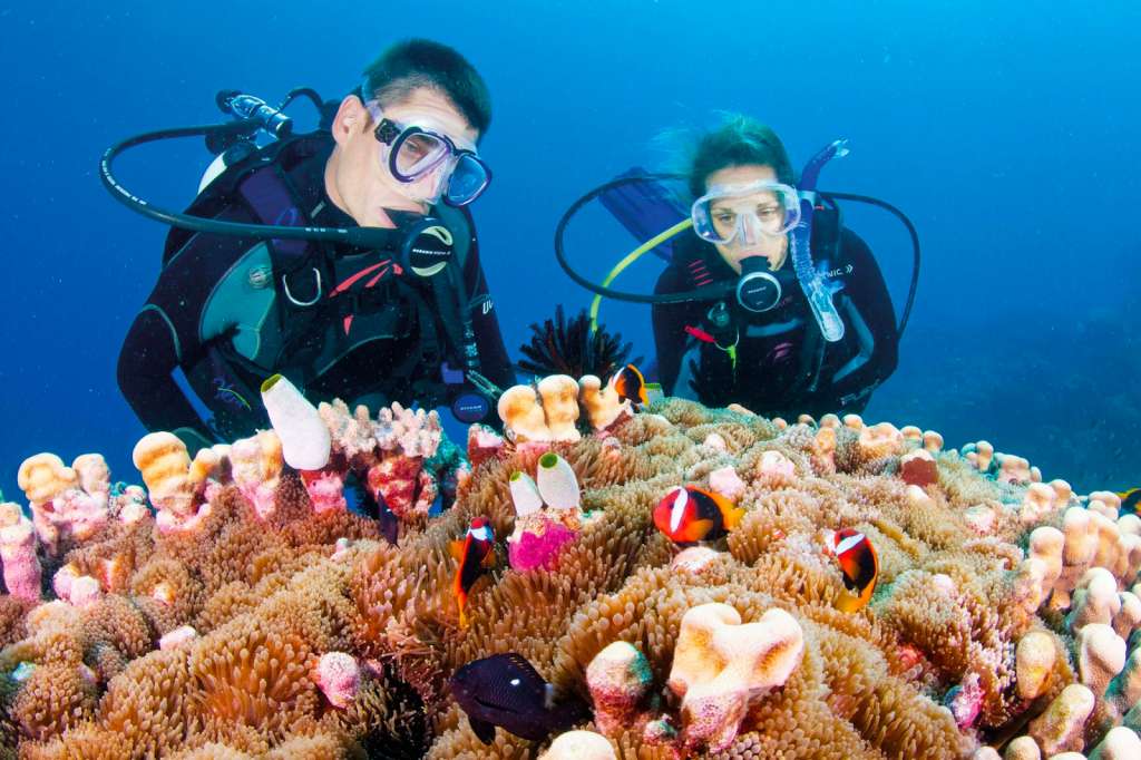 Lặn sâu để chiêm ngưỡng san hô và các loài cá dưới đại dương