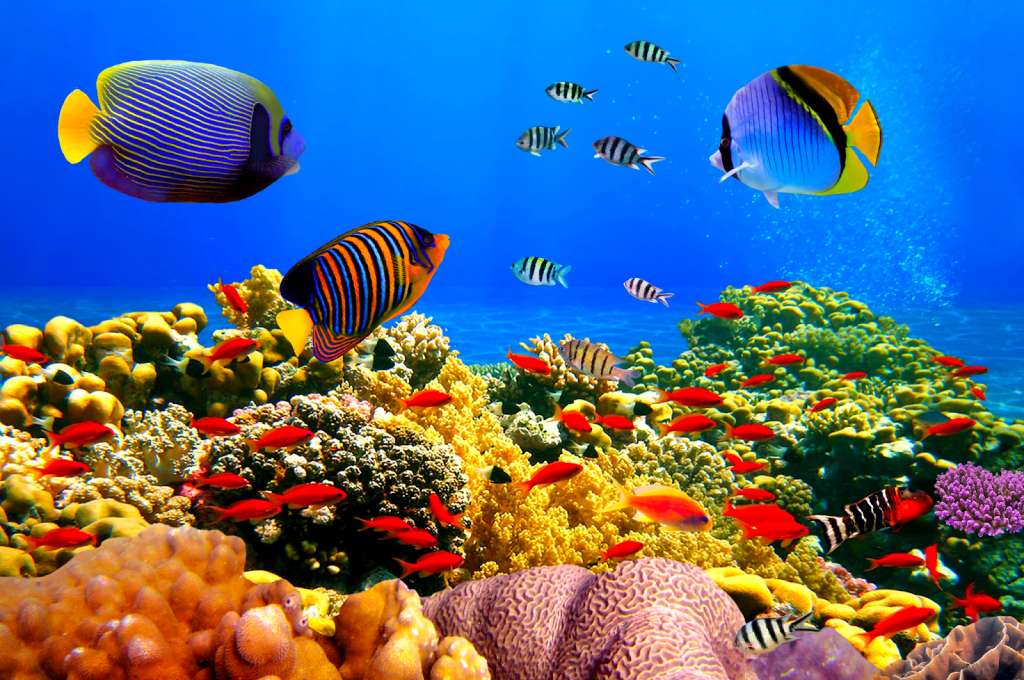 Các loại sinh vật biển phong phú 