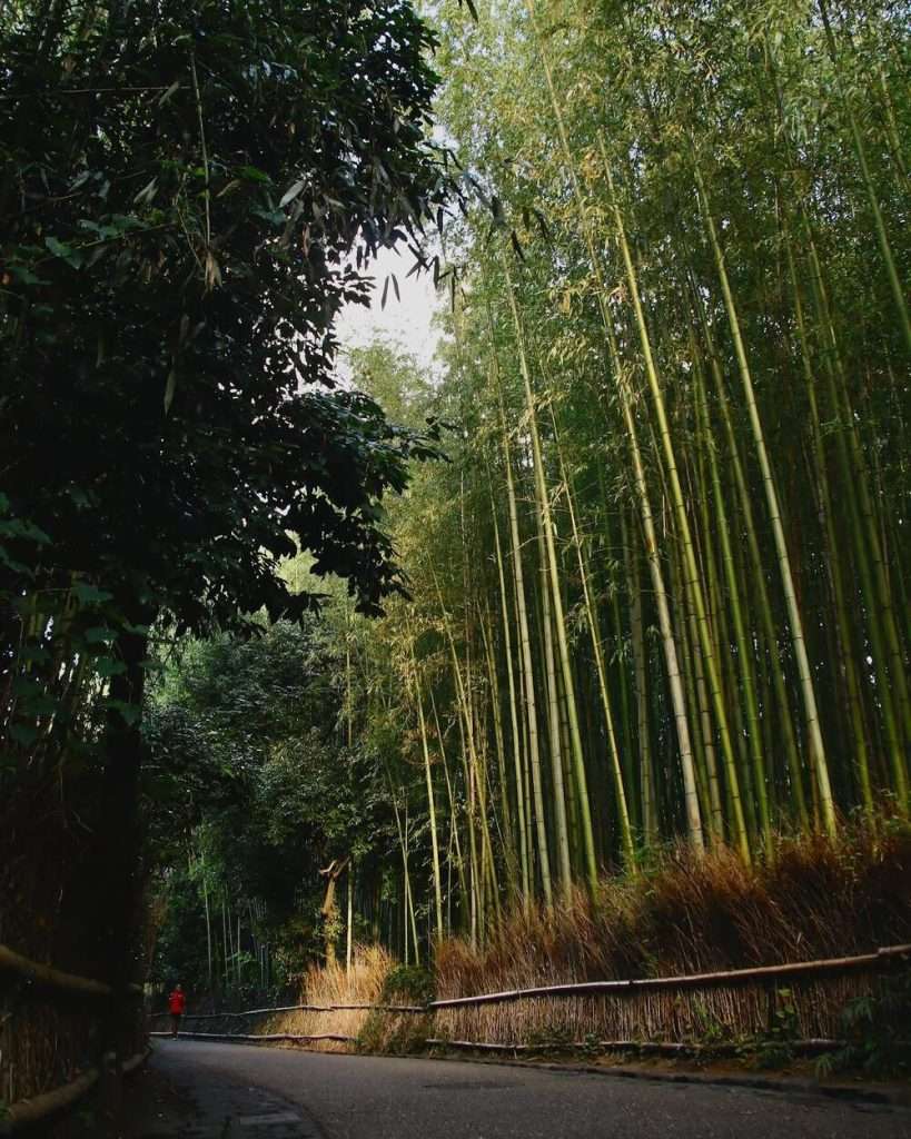 rừng trúc Arashiyama