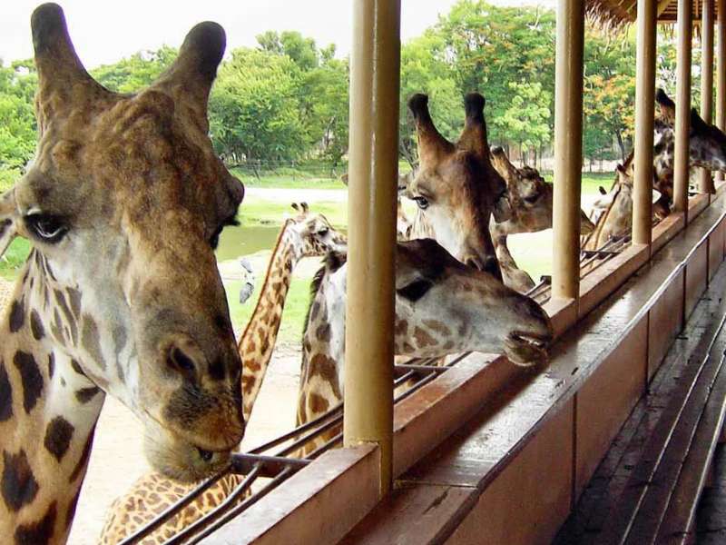 Động vật ở Safari Park Bangkok 