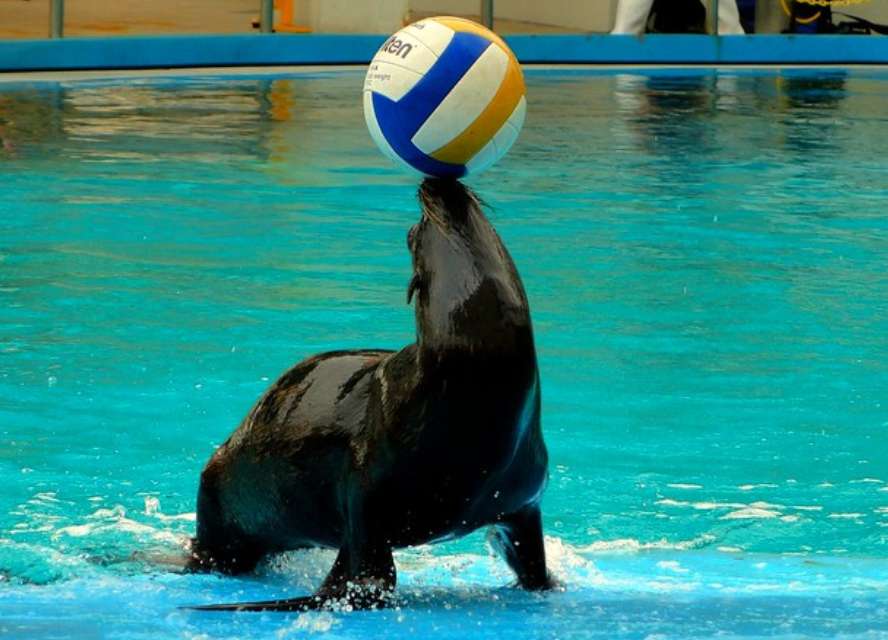 Sea Lion Show