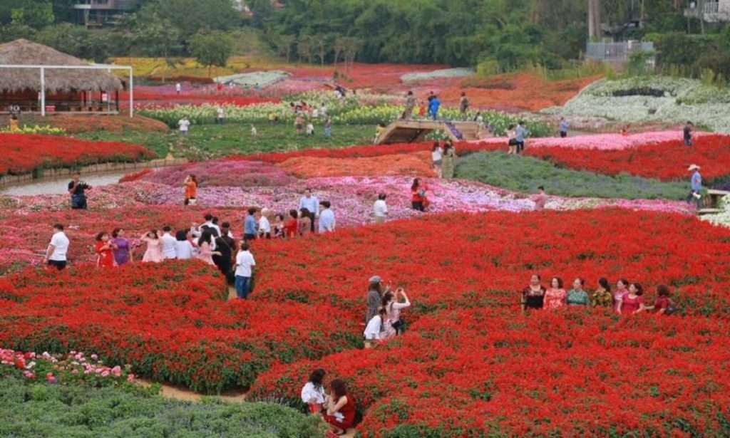 thung lũng hoa hồ tây