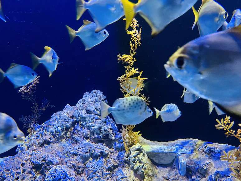 sinh vật biển phong phú tại S.E.A Aquarium Singapore