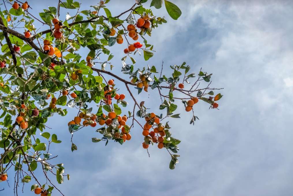 Mùa hồng chín ở Đà Lạt