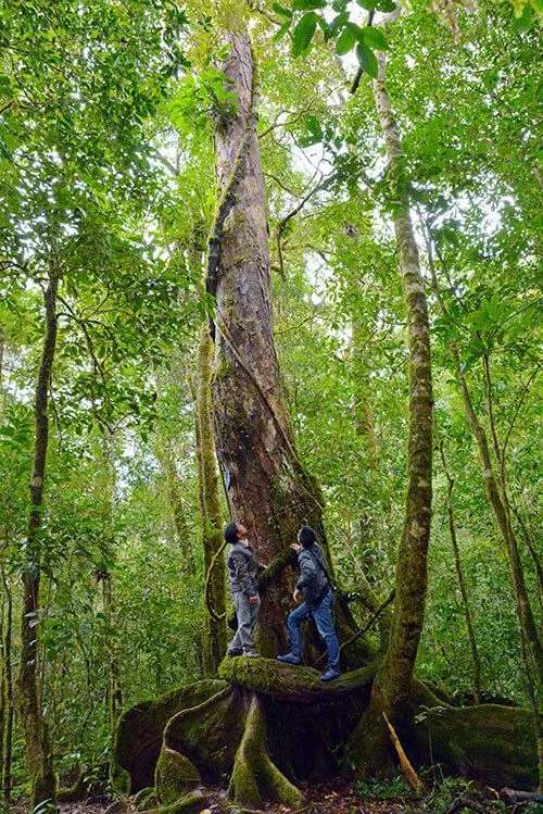 Cột mốc Bidoup cây PơMu