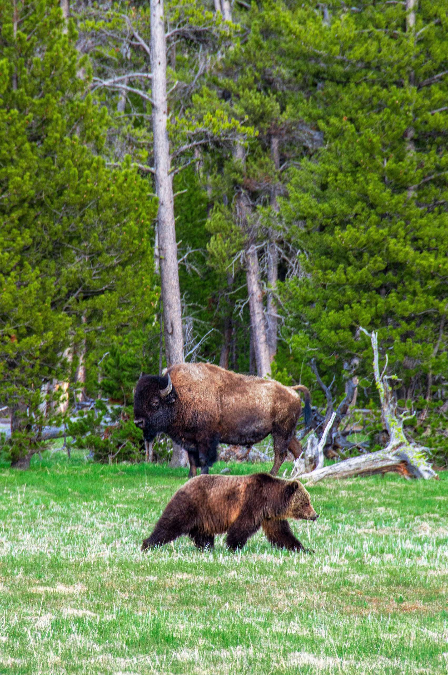 Vườn quốc gia Yellowstone