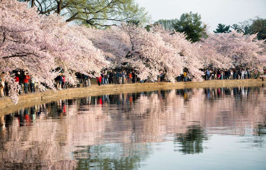 Mê mẩn Washington mùa hoa anh đào 