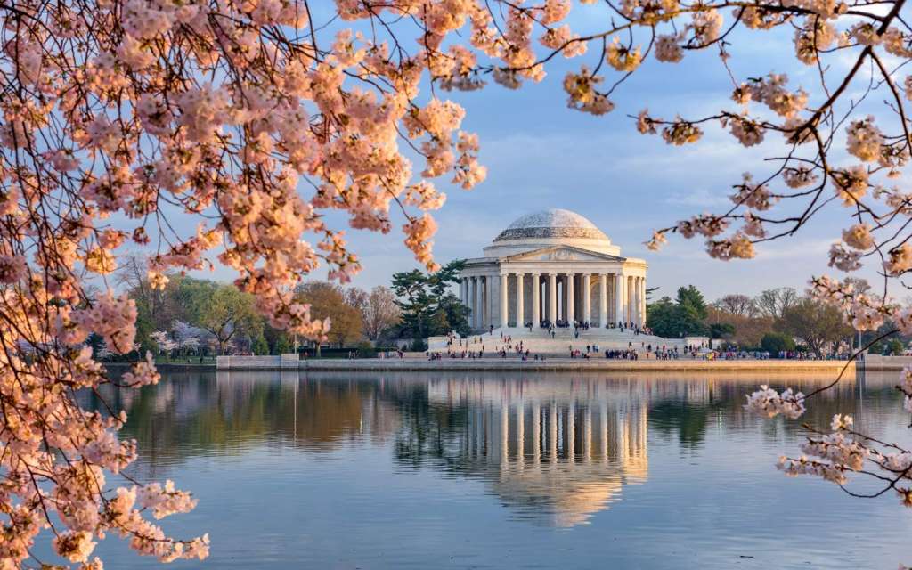 Hồ Tidal Basin mùa xuân hoa nở rộ 