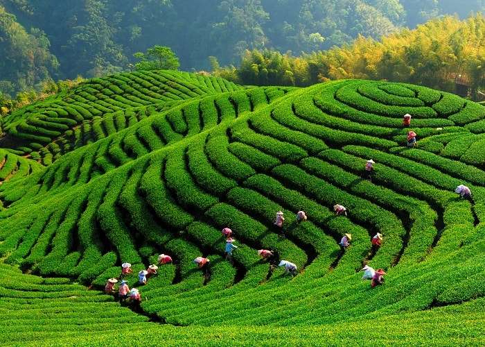 Nông trại trà xanh - một địa điểm du lịch độc đáo ở Đài Trung