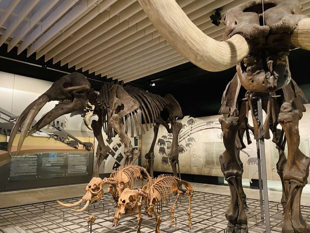 Choáng ngợp trước những bộ xương khủng long to lớn - bảo tàng Senckenberg
