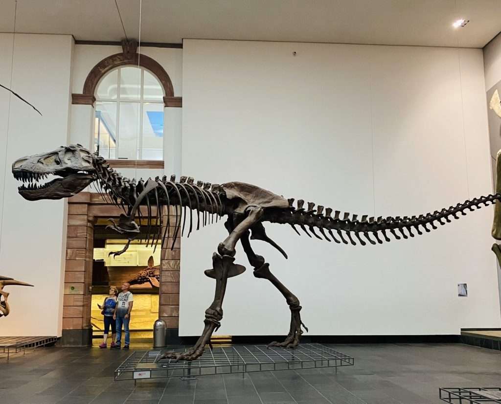 Mẫu hóa thạch khủng long cách đây hàng triệu năm