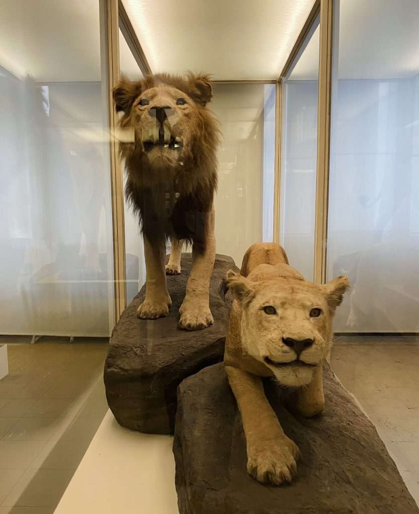 Các loài thú trên khắp thế giới ‘hội tụ’ tại bảo tàng Senckenberg