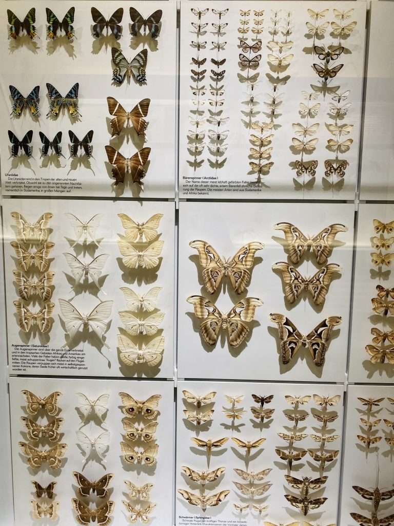 Bộ sưu tập côn trùng đầy màu sắc - bảo tàng Senckenberg