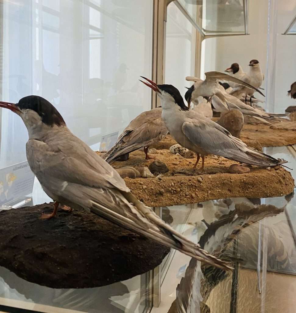 Phòng trưng bày các mẫu vật chim đặc sắc