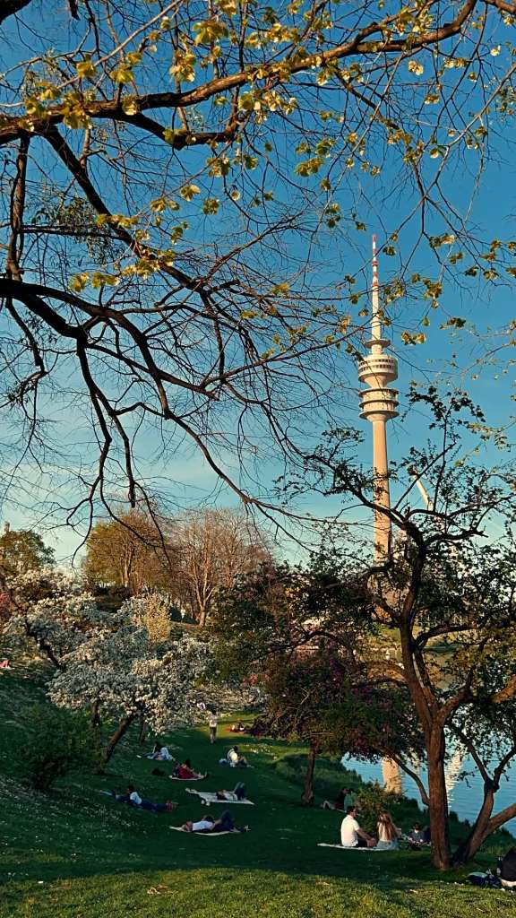 Hoa anh đào tại công viên Olympia tại miền nam nước Đức.