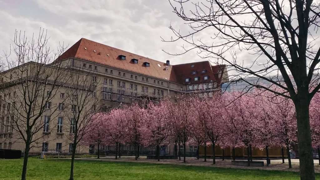 Các cây anh đào nở rộ đầu mùa báo hiệu một khởi đầu mùa xuân tại đông Đức.