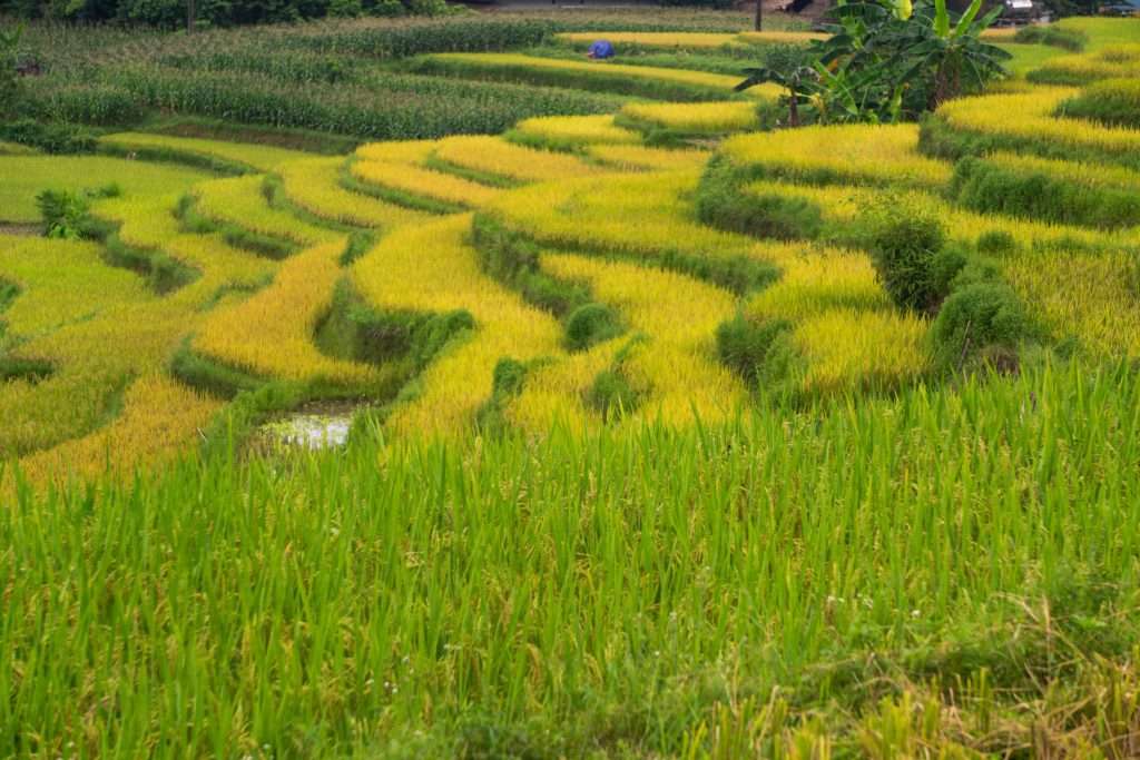 Hà Giang mùa nước đổ, Hà Giang mùa lúa chín