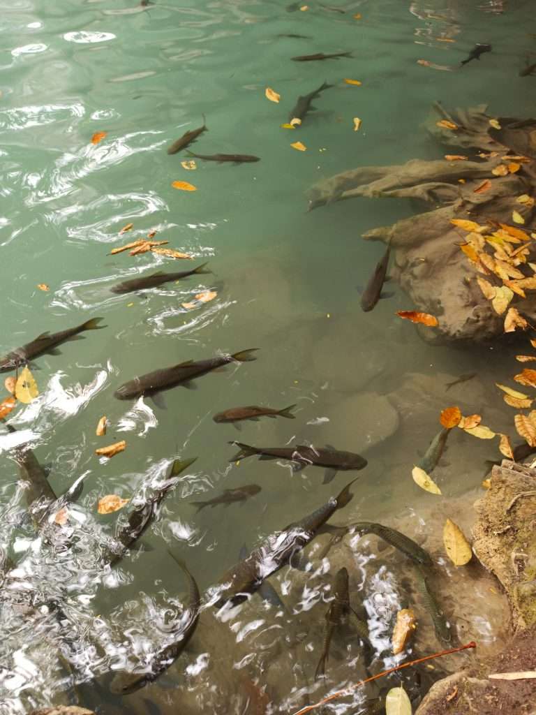 Cá tự do bơi lội tại tầng 2 thác Erawan