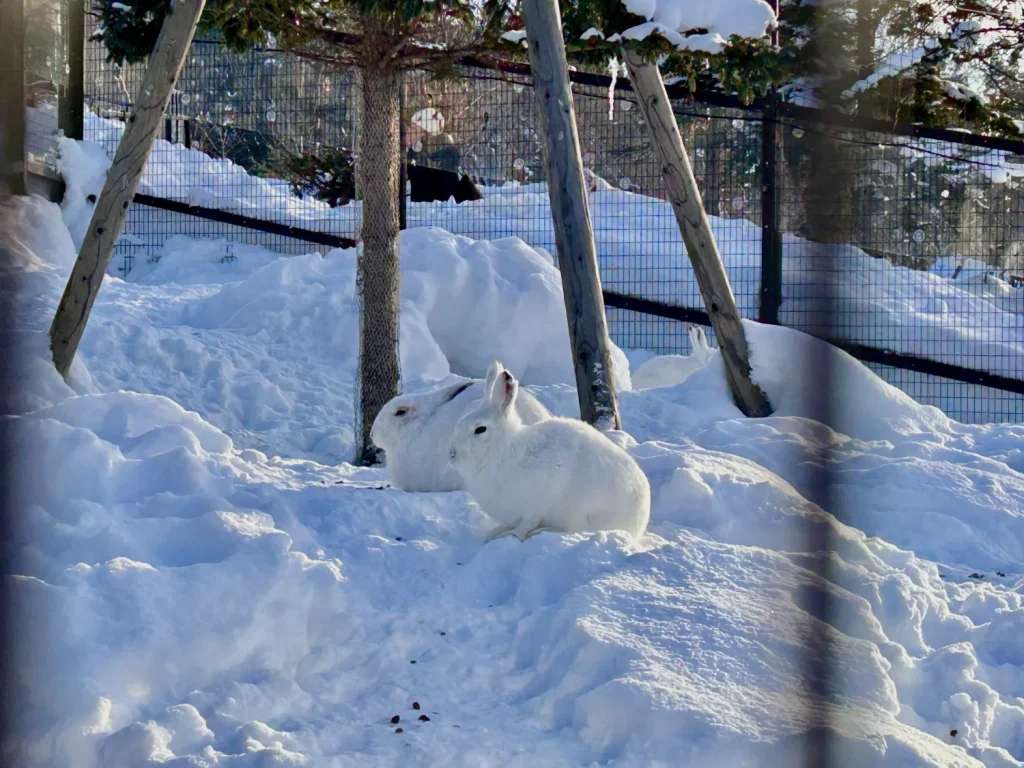 Thỏ tuyết trắng hòa lẫn với màu tuyết vào mùa đông