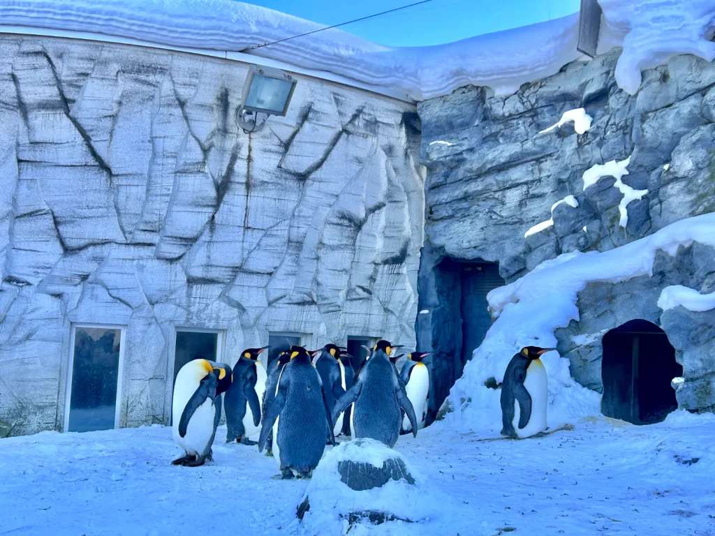 Hãy thử tượng tượng vào một ngày tuyết rơi phủ trắng lãng mạn và bạn được bước đi bên cạnh những chú chim cánh cụt dễ thương này