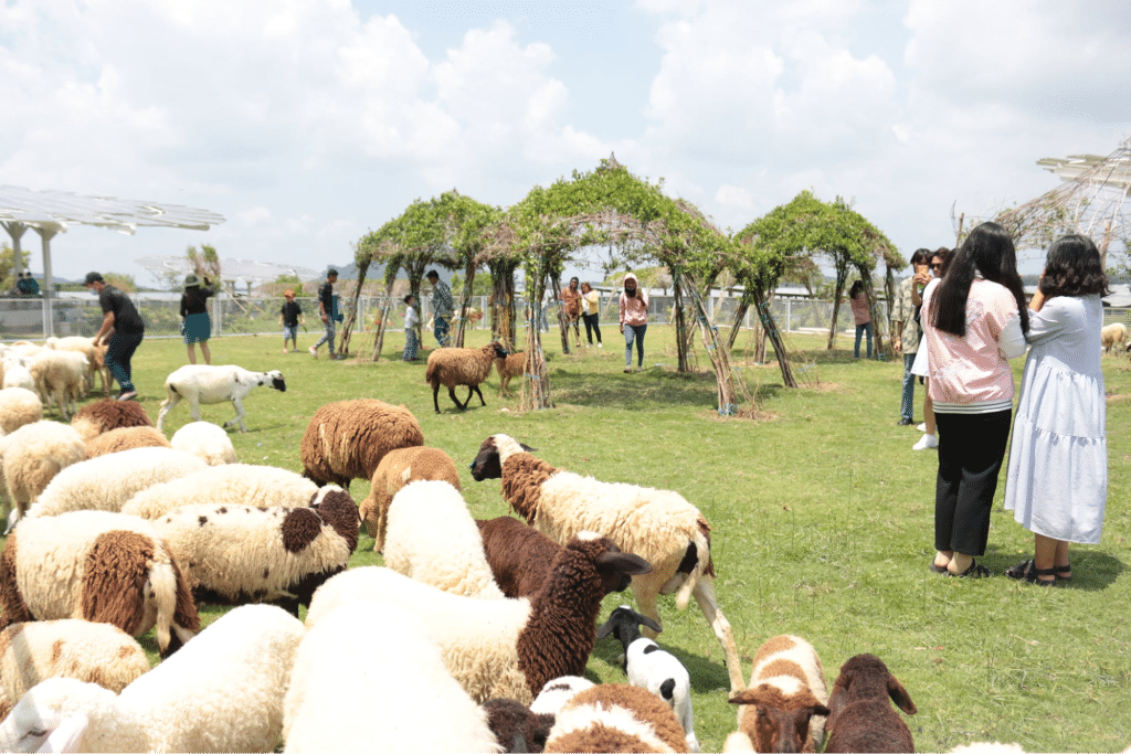 khu du lịch Điện mặt trời An Hảo