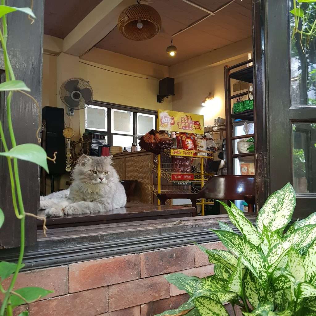 cafe mèo Hà Nội